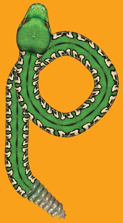 Pinewood Derby Car Decal