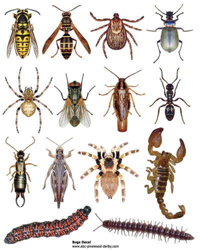 Bugs Decals